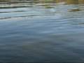 videos de Closeup Vista Point Jordan Lake NC SP 1831