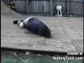 Drunk Redneck knocks him self out Drunk Redneck knocks him self out