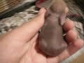 Baby Bunnies- Farf and Thums 2nd litter/ 2 days Baby Bunnies- Farf and Thums 2nd litter/ 2 days