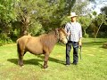 Fincas Mallorca: Farmhouse Son Mercadal - Balearic Islands