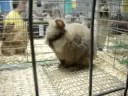 Jen & Caitlin videoblog 9- JONAS BUNNIES