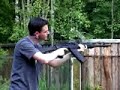 Saiga-12 semi-automatic combat shotgun