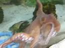 Cephalopods