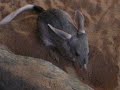 Bilby Bilby