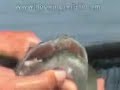 Musky fishing - NHL Legend Scott Stevens