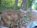 Deer Hunter