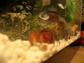 videos de Crab