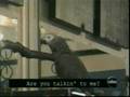 <b>Funny</b> <b>Animals</b>