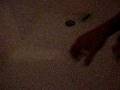 videos de mooshoo the chiniese water drogon