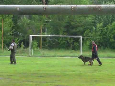 Chiempionat Rossii 2010 po IPO-3, C-84|-
