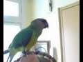 twister mon perroquet du senegal parrot youyou twister mon perroquet du senegal parrot youyou