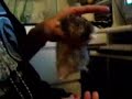 Hamster Dance- Walk it Out