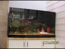 YouTube - RTB West Wall-Climbing RC Car