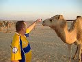 camels