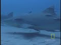 Lemon Sharks Lemon Sharks