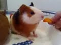 Mimì e Cocò si sbranano una carota!