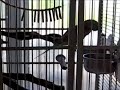 Mustache Parakeet Question Mustache Parakeet Question