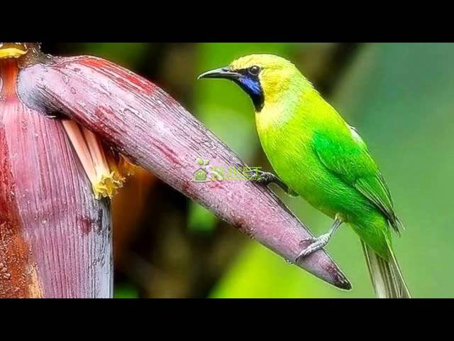 Download Free Masteran Burung Pleci Download Free Masteran Burung Pleci