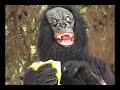 Click here to watch this video מי מפחד מדארווין ?