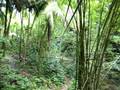videos de Ziplining in St. Lucia OCTOBER 2008 Video 2