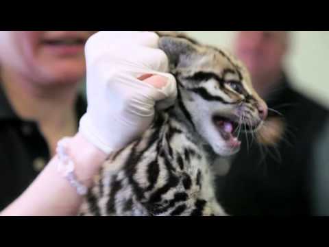 ocelot ^