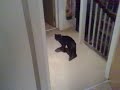 Wobbly devil cat Wobbly devil cat