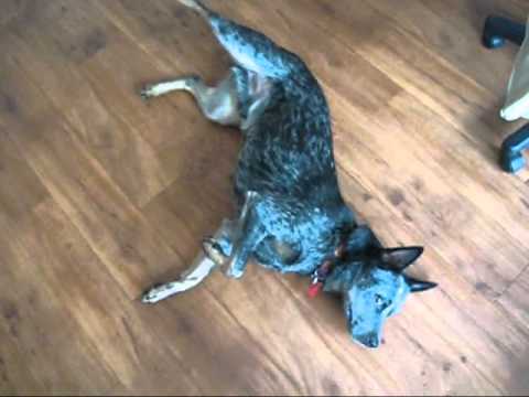 blue heeler