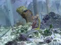 a pair of Seahorse H. reidi showing mating behavior 