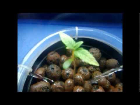 how to transplant from soil to dwc