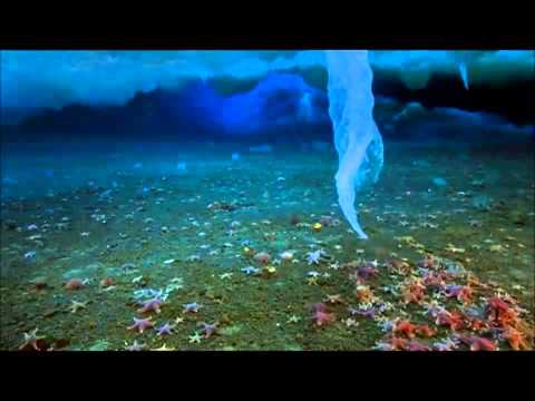 Frozen Planet: Winter - Wildscreen Festival Nominee 2012