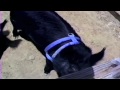 Click here to watch this video Pigsitting Frances Bacon
