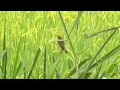 Bird making a nest - Thai rice field.MOV