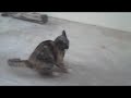Harlo the cat - Walk it Out - DJ Unk