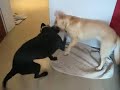 Leni und Maja 3.AVI