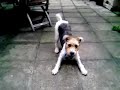 Hartley Pellipar