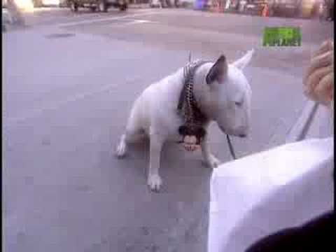 BULL TERRIER