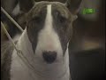 Breed All About It - Bull Terrier Breed All About It - Bull Terrier