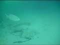 Grand Cayman - Snorkeling Under Morritt\ Grand Cayman - Snorkeling Under Morritt\