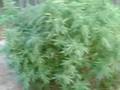 videos de 2008 medical marijuana grow op, sep 3.