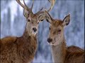 hansi-hinterseer-lieder-zur-weihnacht-2007.html