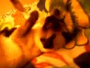 My Gato (kiba) My Gato (kiba)