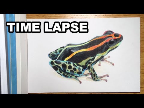 How to draw a Poison Dart Frog Step by Step – I'm Youtuber – Follow my