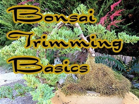 how to fertilize juniper bonsai