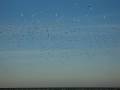videos de Cleveland E. 72nd St. Bonaparte's Gulls Jan. 5, 2009