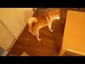 ????????????? shiba inu