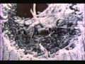 Doc - Fungi: The Rotten World About Us (1980)
