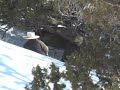 YouTube - Mountain Lion Hunt Slow Motion - Eric Stanosheck Nevada