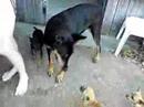 My Physco Dogs