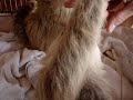 Baby Sloths Eat Cameras Sometimes