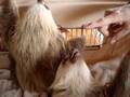 Baby Sloths Eat Cameras Sometimes